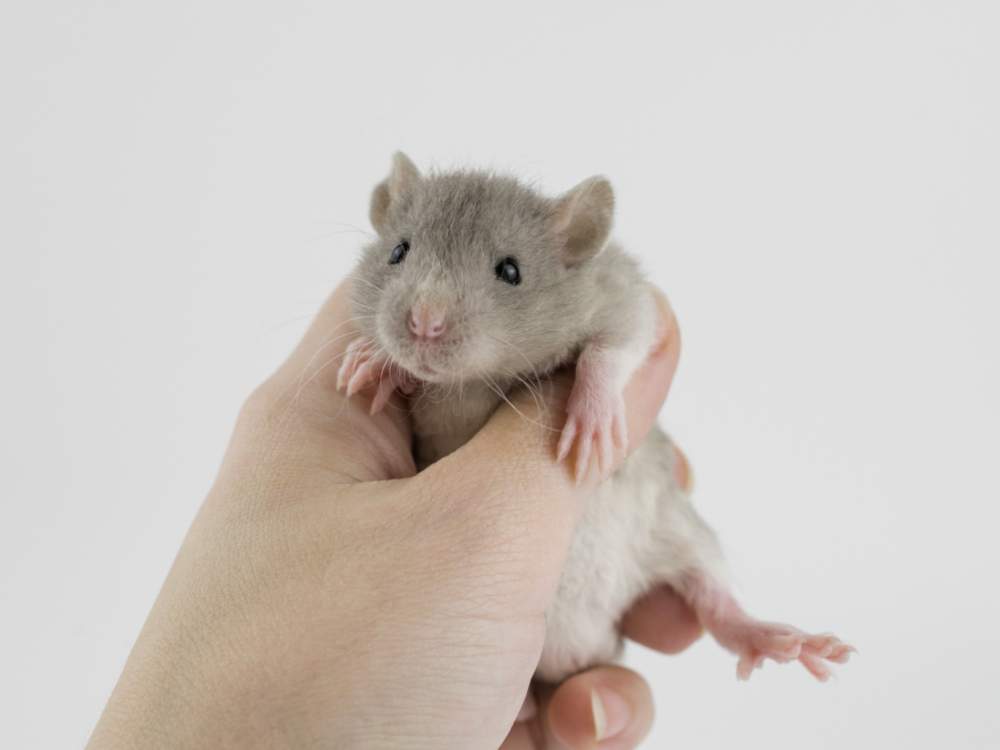 Fancy rat Free Rattus norvegicus 