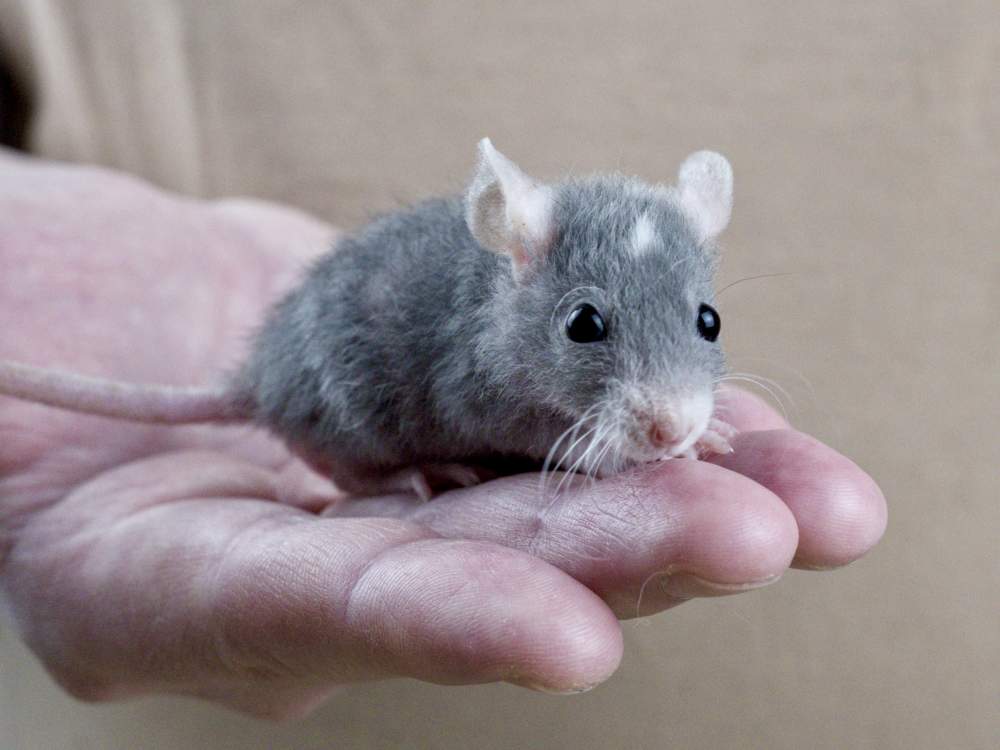 Fancy rat Breeder Rattus norvegicus 