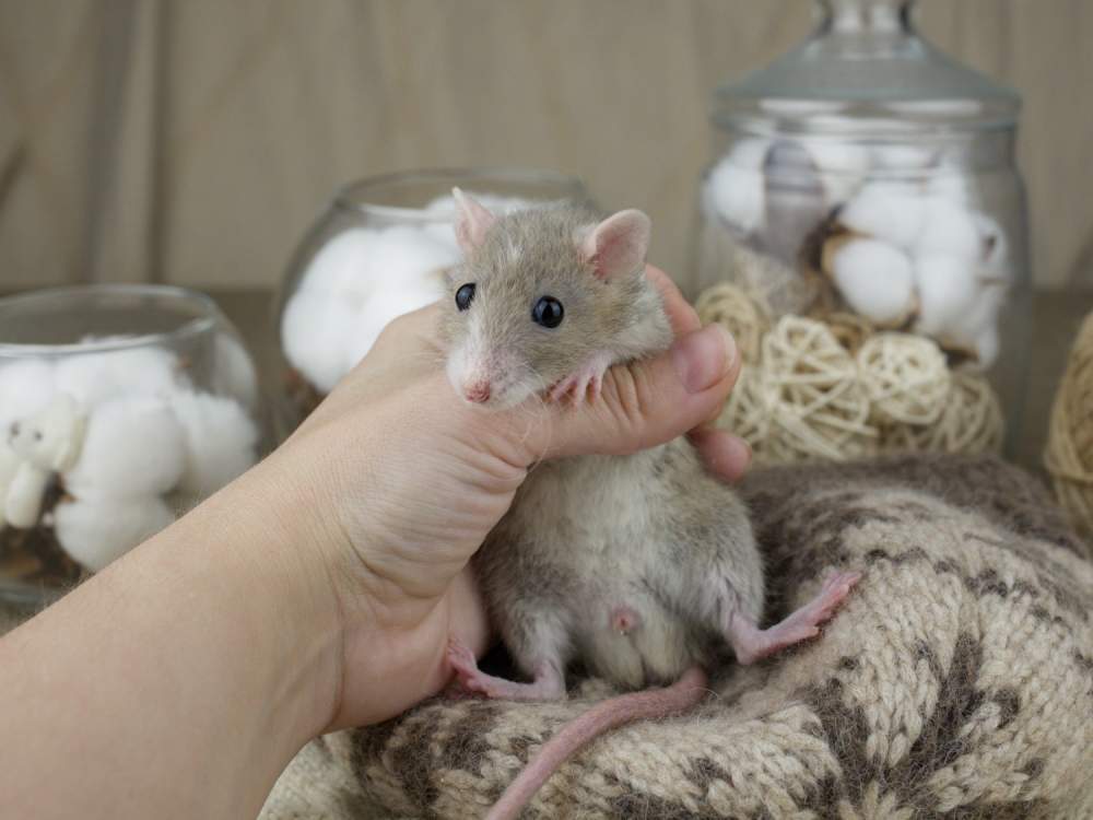 Fancy rat Breeder Rattus norvegicus 