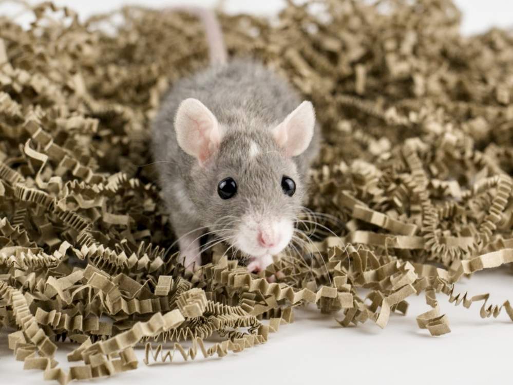 Fancy rat Breeder Rattus norvegicus 