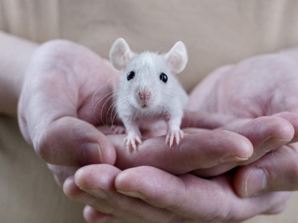 Fancy rat Breeder Rattus norvegicus 