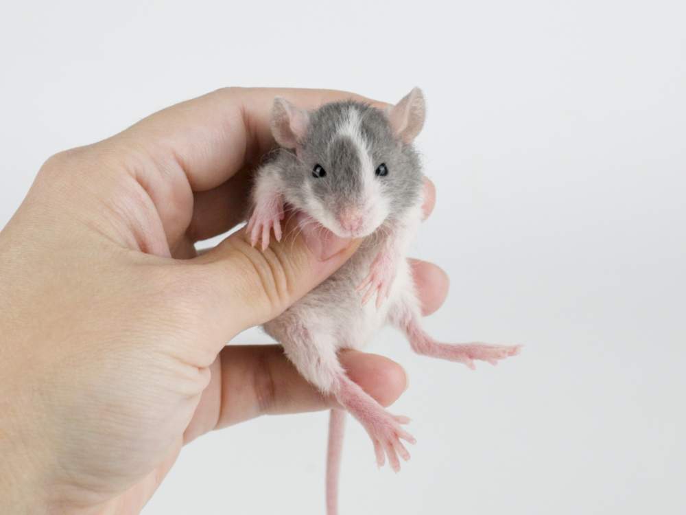Fancy rat Pet only Rattus norvegicus 
