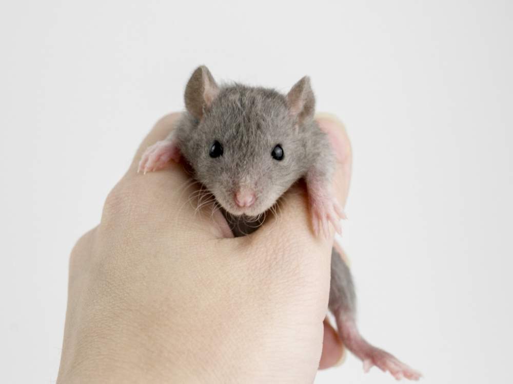 Fancy rat Free Rattus norvegicus 