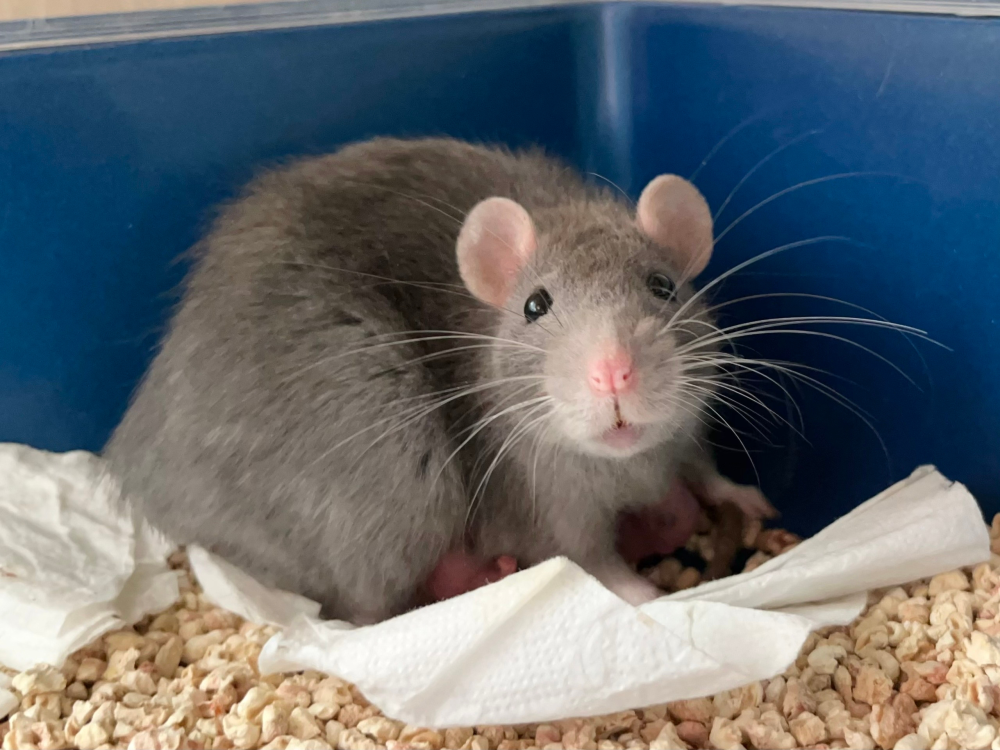 Fancy rat Breeder Rattus norvegicus 