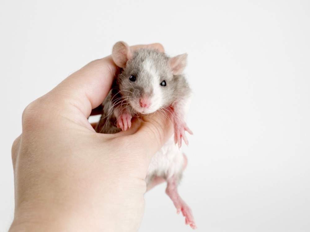 Fancy rat Available for rehoming Rattus norvegicus 