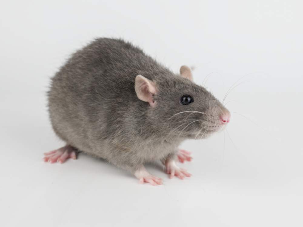 Fancy rat Breeder Rattus norvegicus 