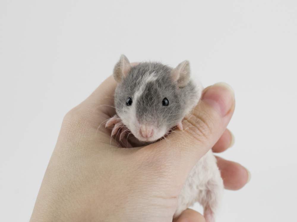 Fancy rat Free Rattus norvegicus 