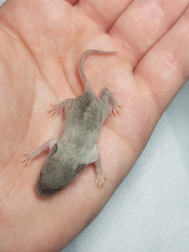 Fancy mouse Pet only Mus musculus 