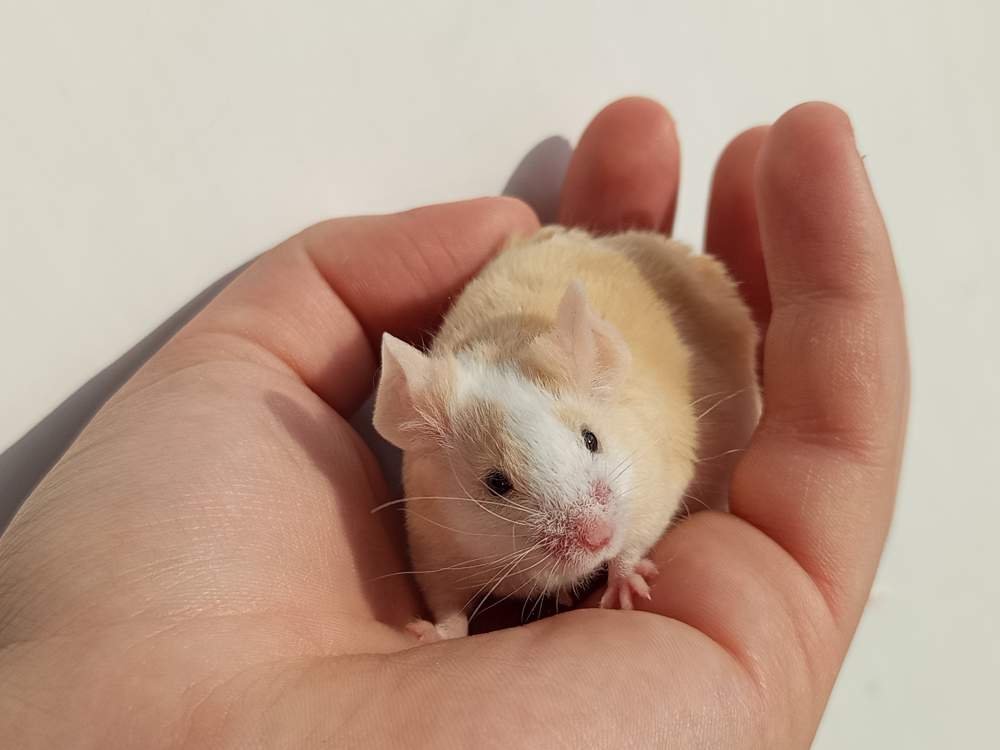 Fancy mouse Rehomed Mus musculus 
