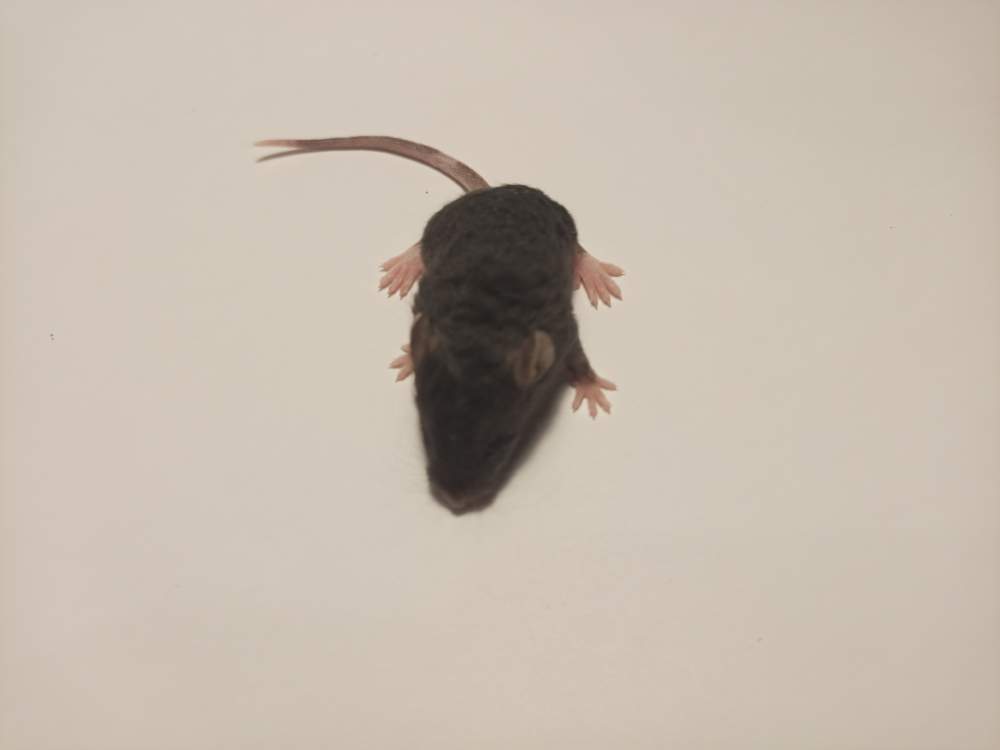 Fancy mouse Owned by other Mus musculus 