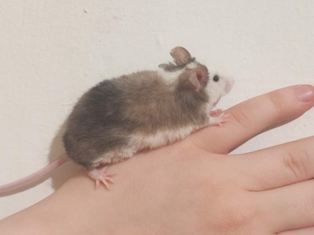 Fancy mouse Breeder Mus musculus 