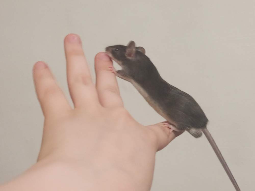 Fancy mouse Pet only Mus musculus 