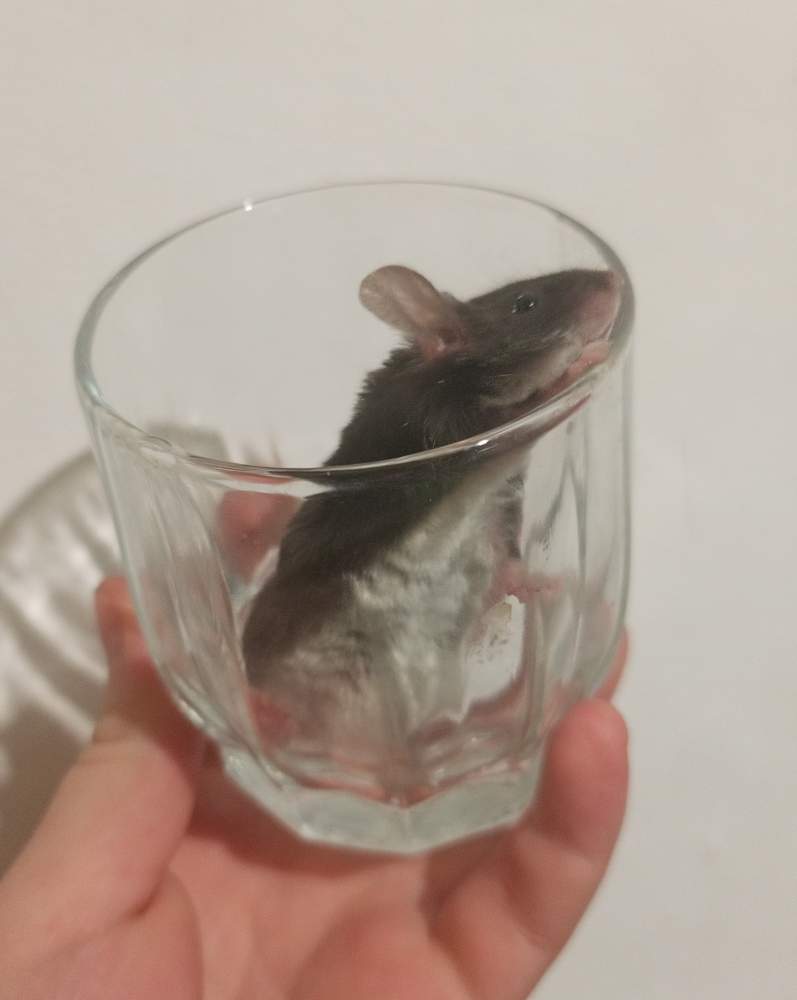 Fancy mouse Pet only Mus musculus 