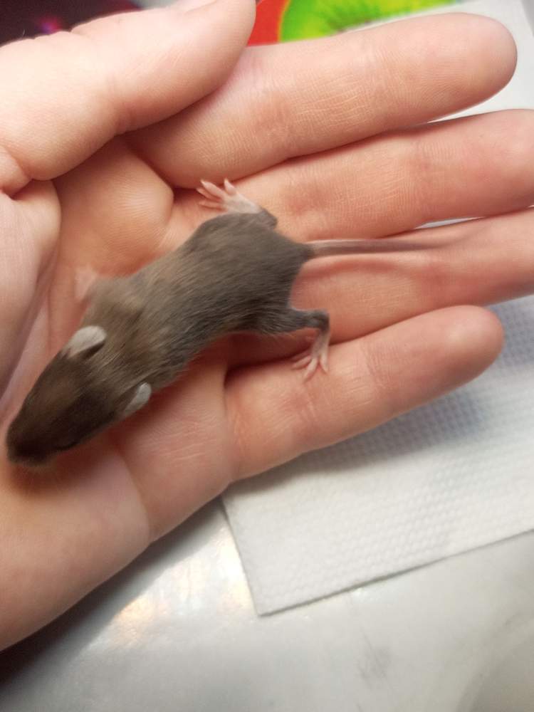 Fancy mouse Owned by other Mus musculus 