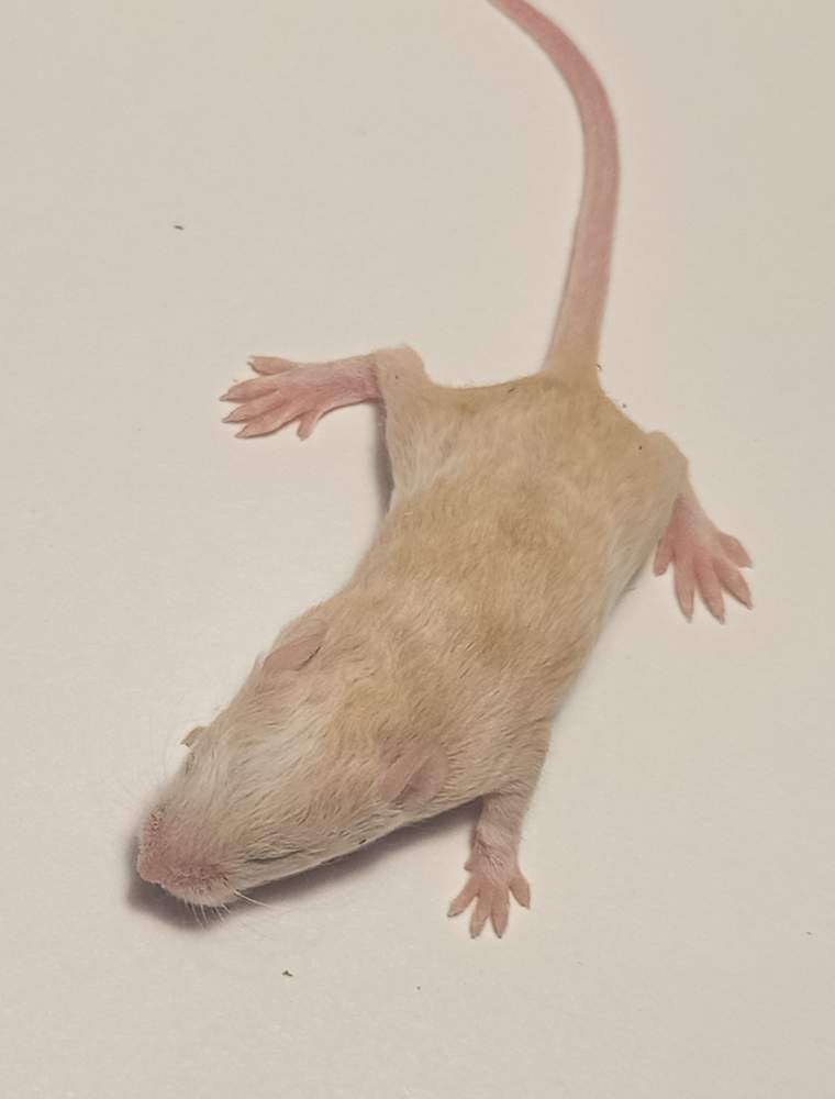 Fancy mouse Owned by other Mus musculus 
