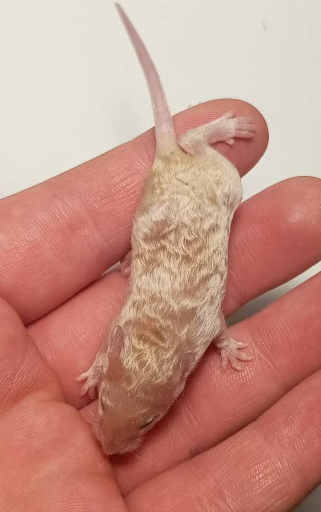 Fancy mouse Owned by other Mus musculus 