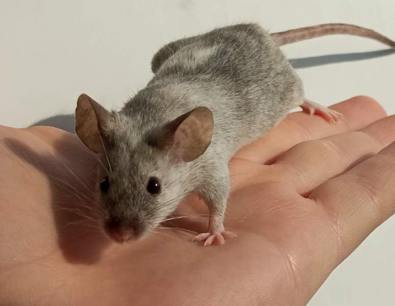 Fancy mouse Breeder Mus musculus 