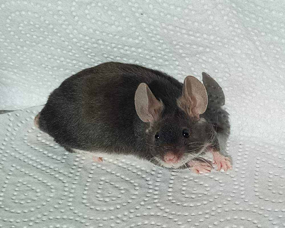 Fancy mouse Deceased Mus musculus 