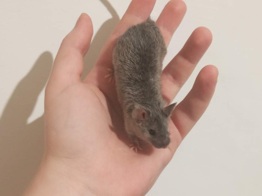 Fancy mouse Pet only Mus musculus 