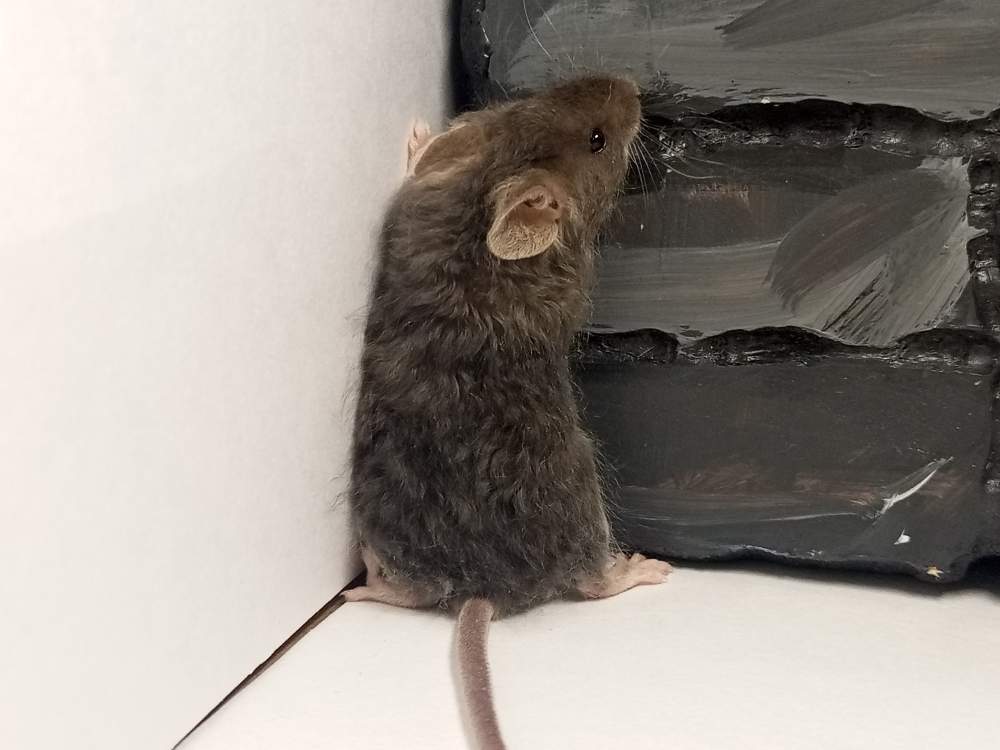 Fancy mouse Breeder Mus musculus 