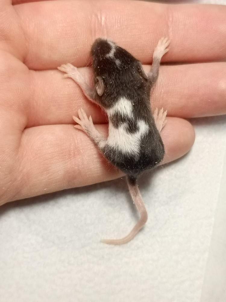 Fancy mouse Breeder Mus musculus 