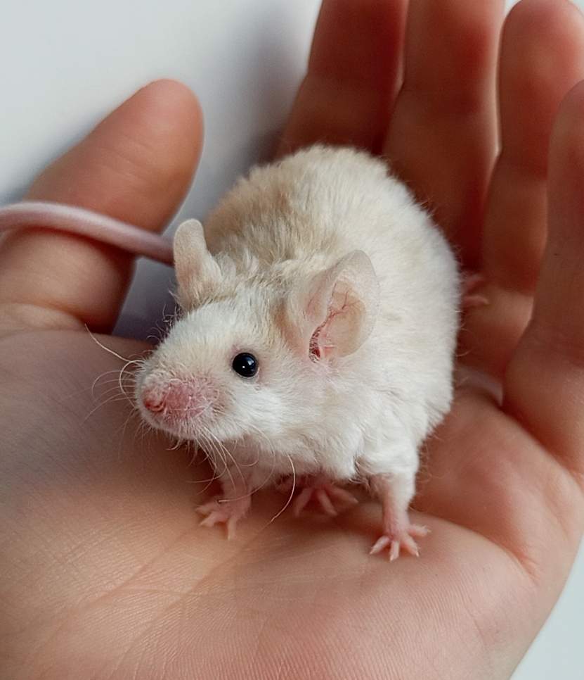 Fancy mouse Breeder Mus musculus 