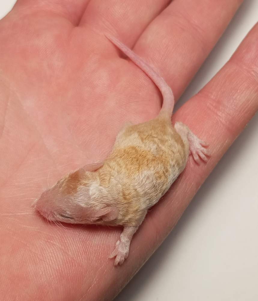 Fancy mouse Owned by other Mus musculus 