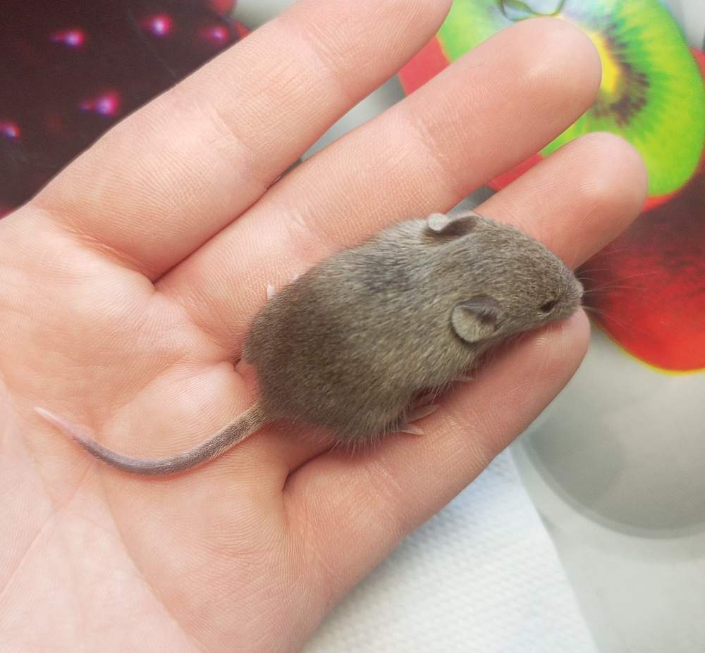 Fancy mouse Pet only Mus musculus 