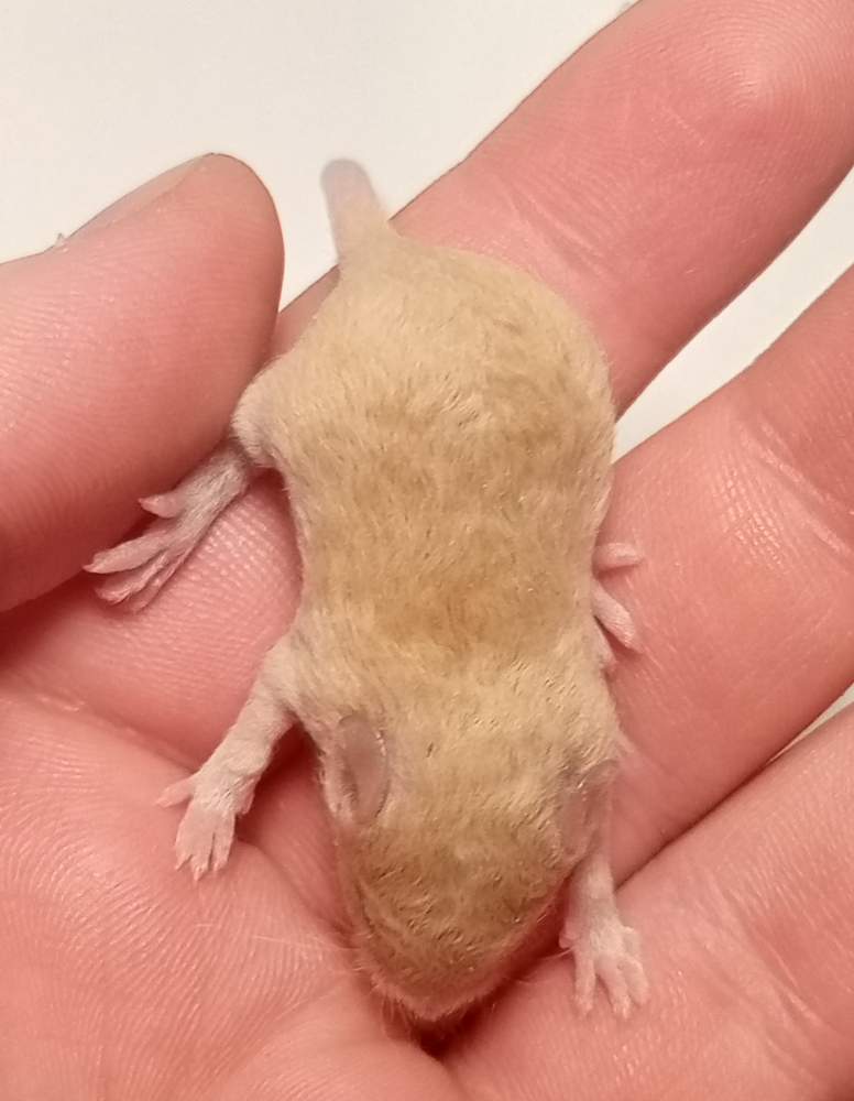Fancy mouse Owned by other Mus musculus 