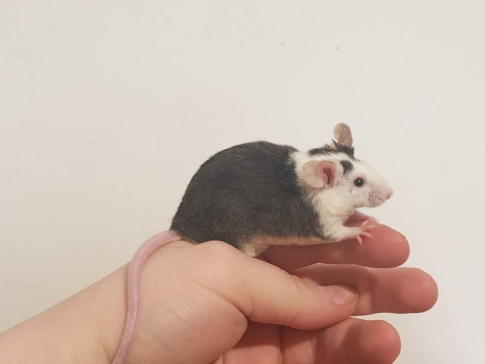 Fancy mouse Breeder Mus musculus 