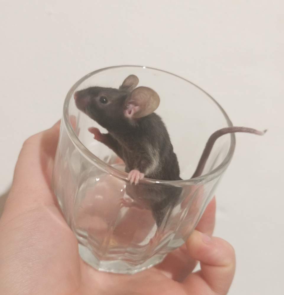 Fancy mouse Pet only Mus musculus 
