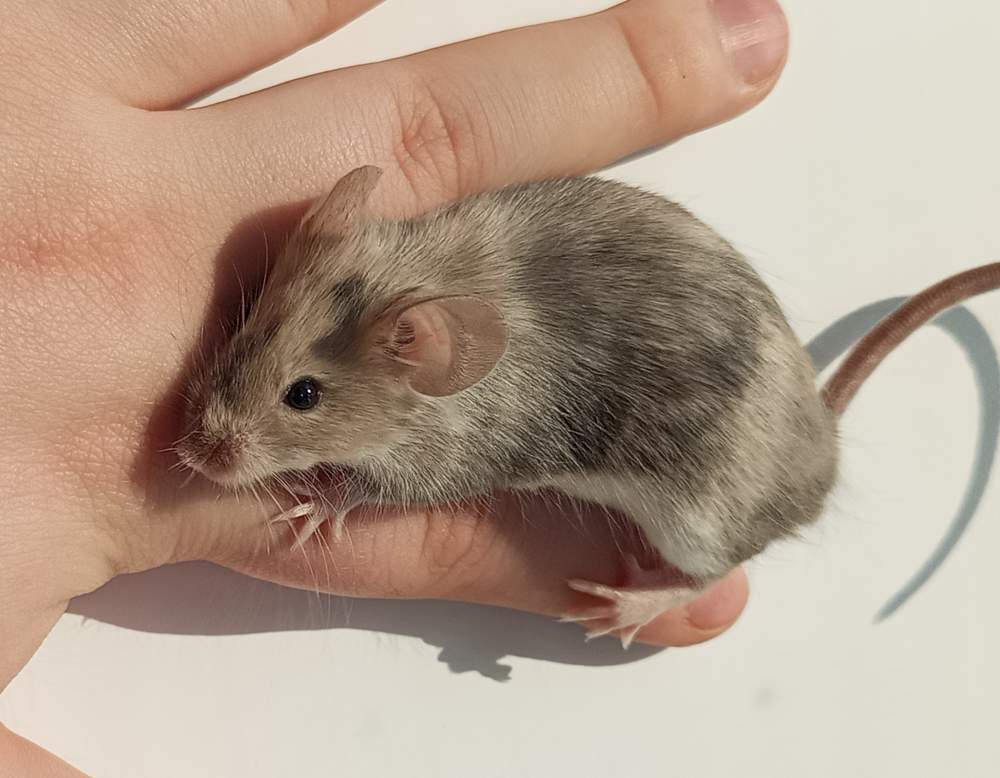 Fancy mouse Breeder Mus musculus 