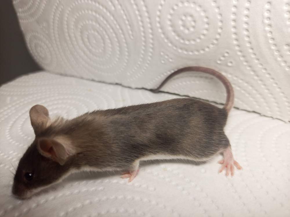 Fancy mouse Breeder Mus musculus 