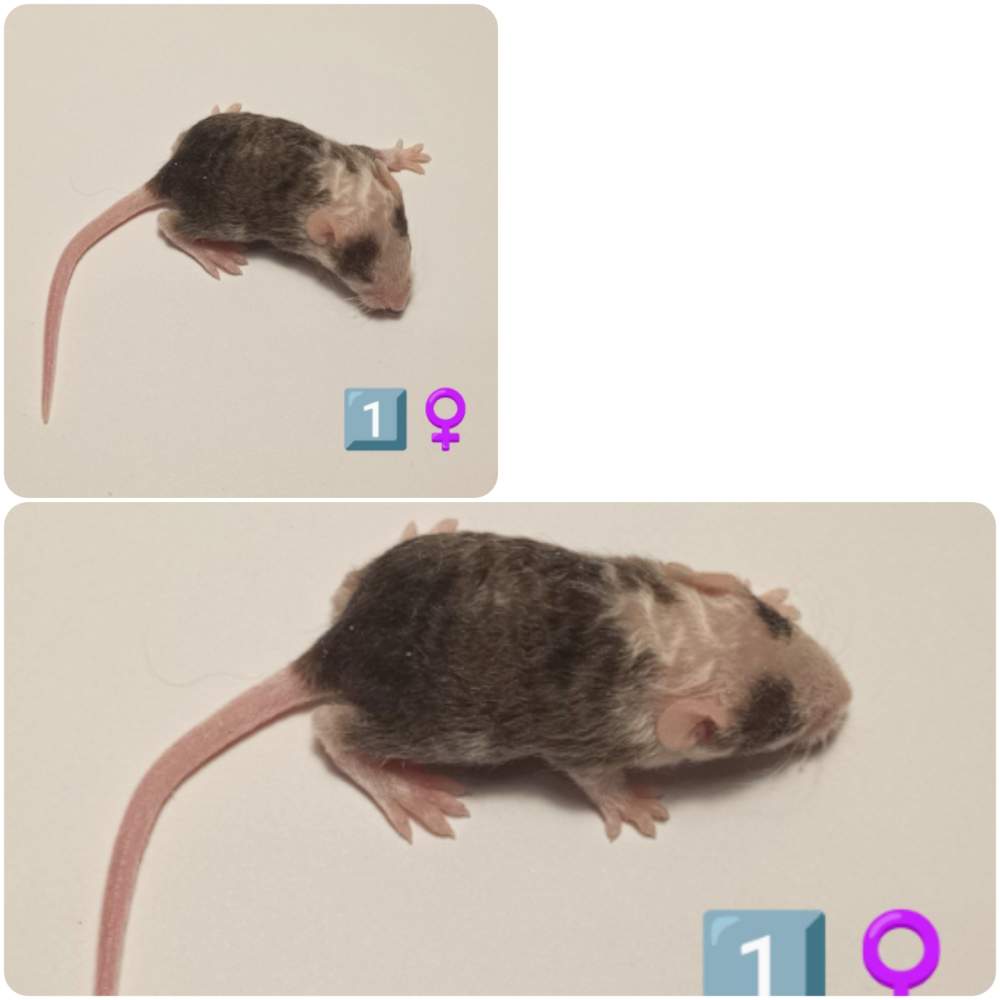 Fancy mouse Owned by other Mus musculus 