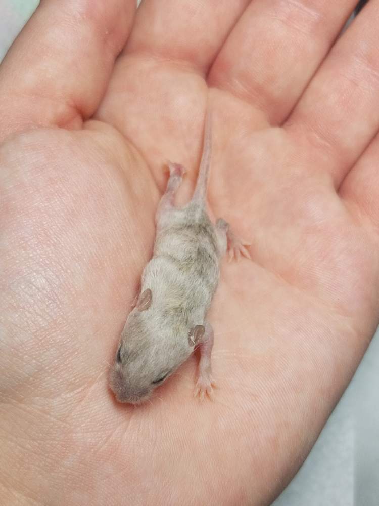 Fancy mouse Pet only Mus musculus 