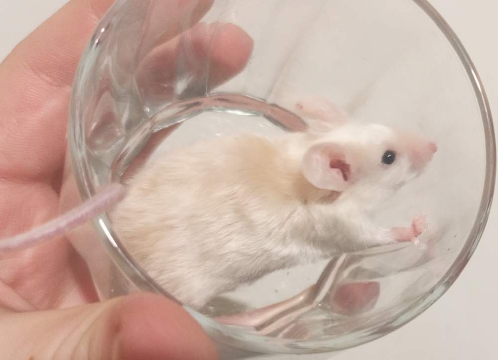 Fancy mouse Pet only Mus musculus 