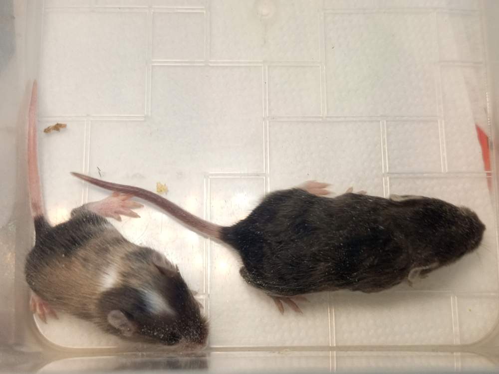 Fancy mouse Pet only Mus musculus 