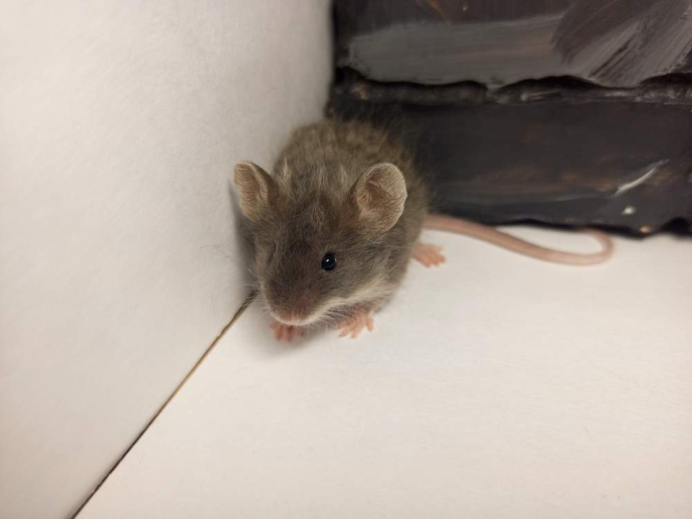 Fancy mouse Owned by other Mus musculus 