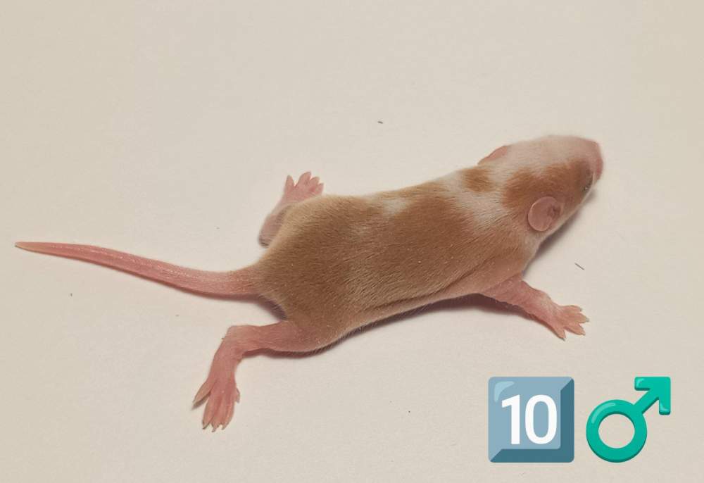 Fancy mouse Owned by other Mus musculus 