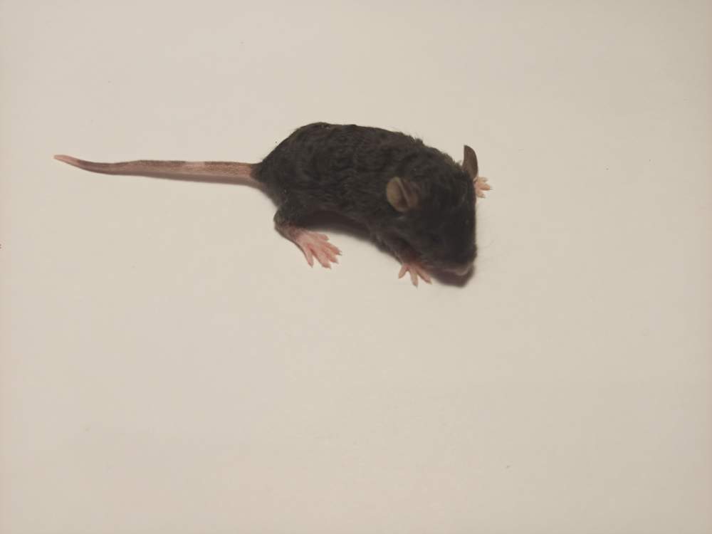Fancy mouse Owned by other Mus musculus 