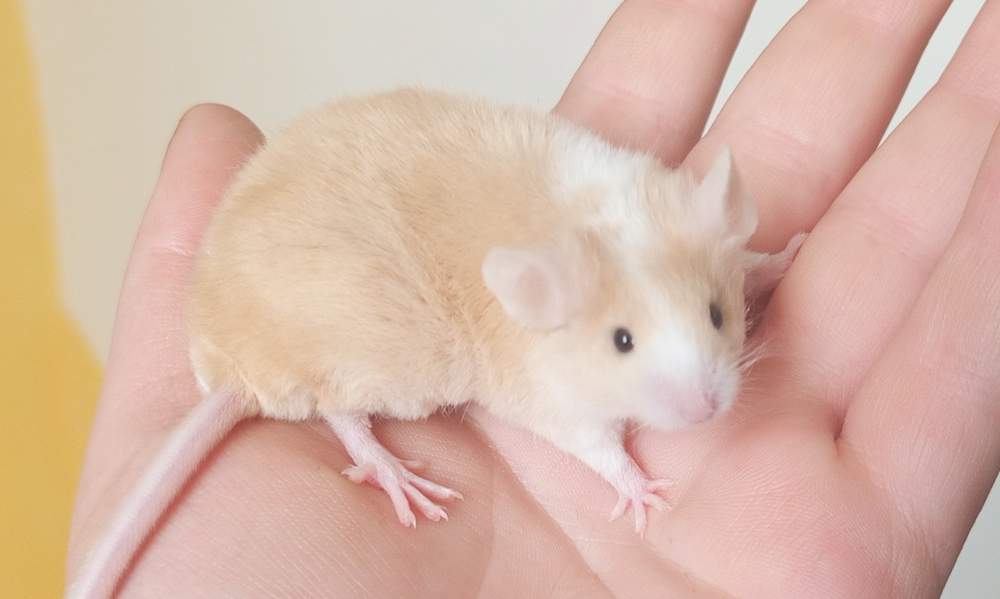 Fancy mouse Deceased Mus musculus 