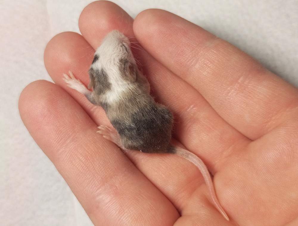 Fancy mouse Breeder Mus musculus 