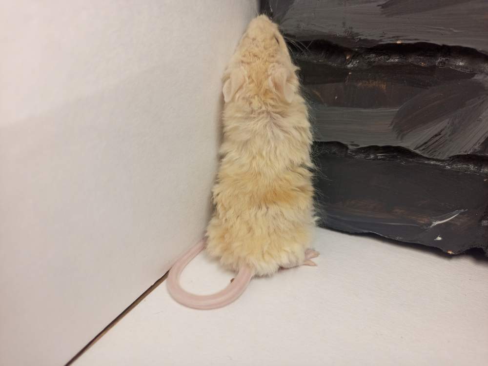 Fancy mouse Owned by other Mus musculus 