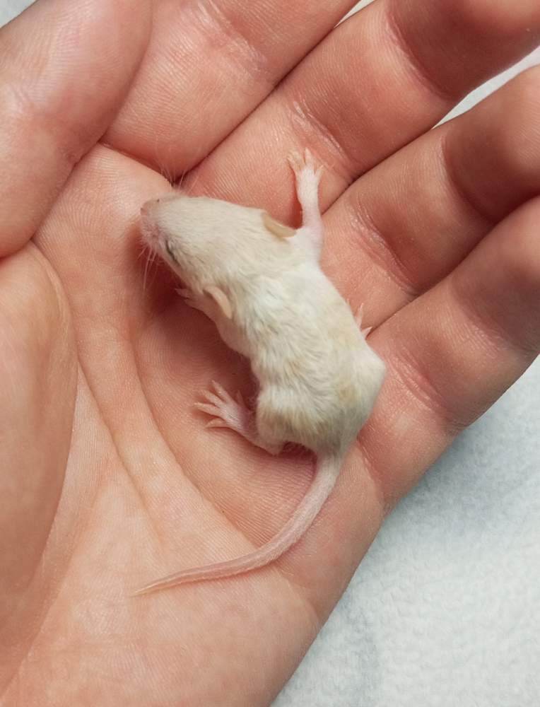 Fancy mouse Pet only Mus musculus 