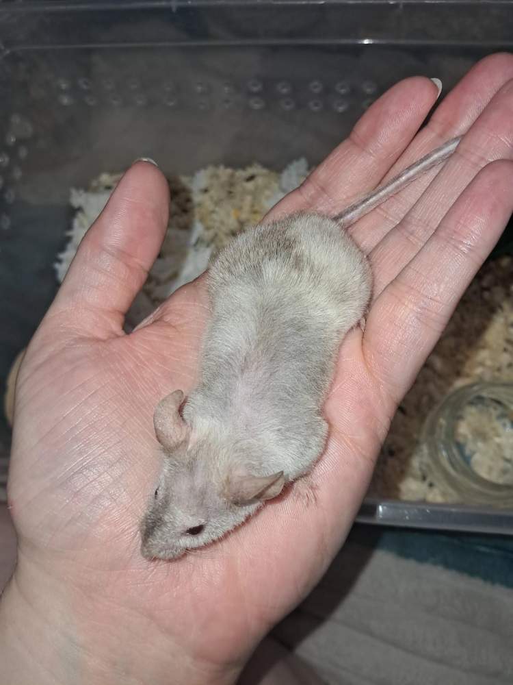 Fancy mouse Owned by other Mus musculus 
