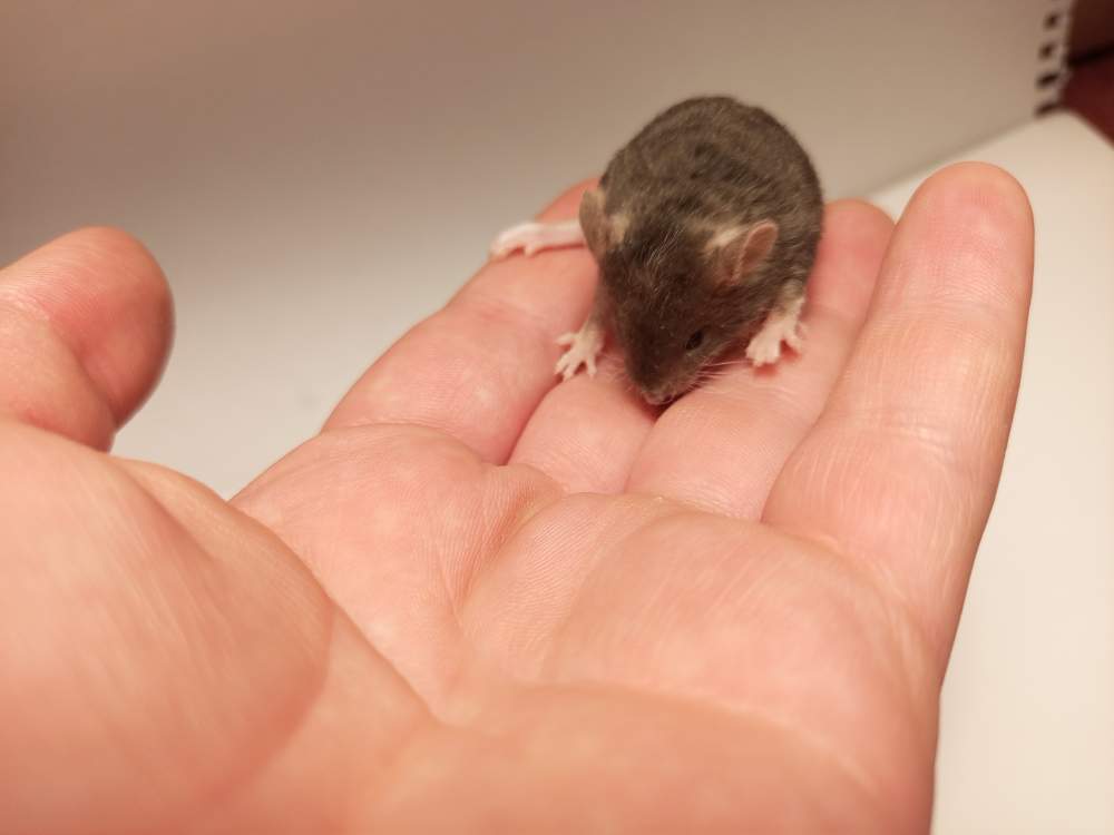 Fancy mouse Owned by other Mus musculus 