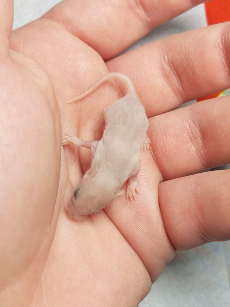 Fancy mouse Owned by other Mus musculus 