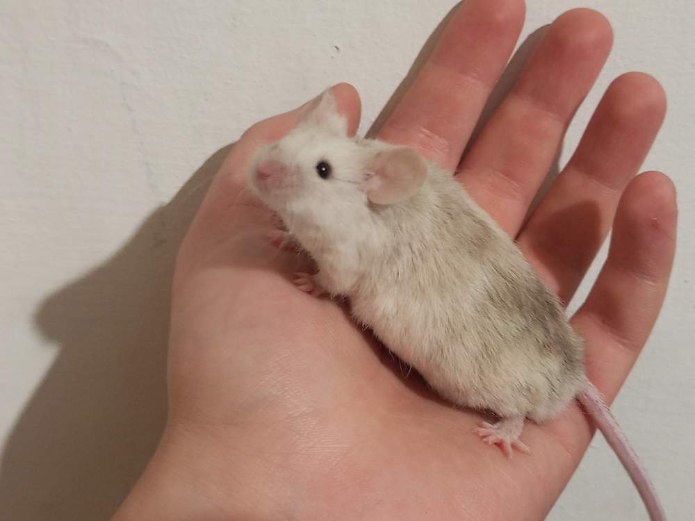 Fancy mouse Pet only Mus musculus 