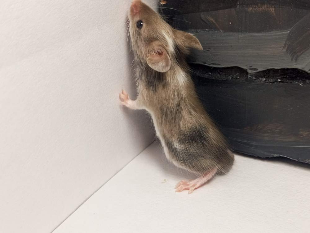 Fancy mouse Pet only Mus musculus 