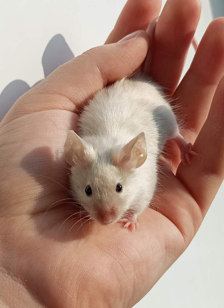 Fancy mouse Breeder Mus musculus 